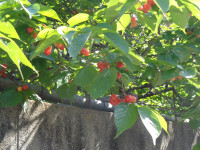 DSC03555